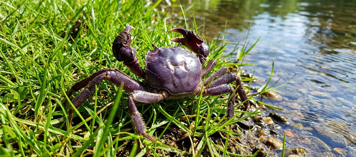 Chinese mitten crab
