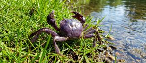 Chinese mitten crab