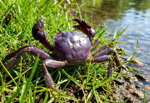 Chinese mitten crab