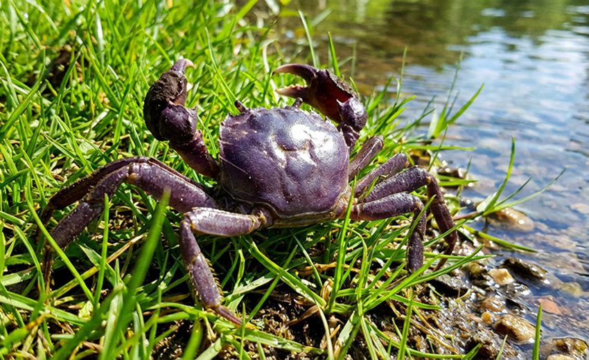 Chinese mitten crab