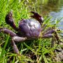 Chinese mitten crab