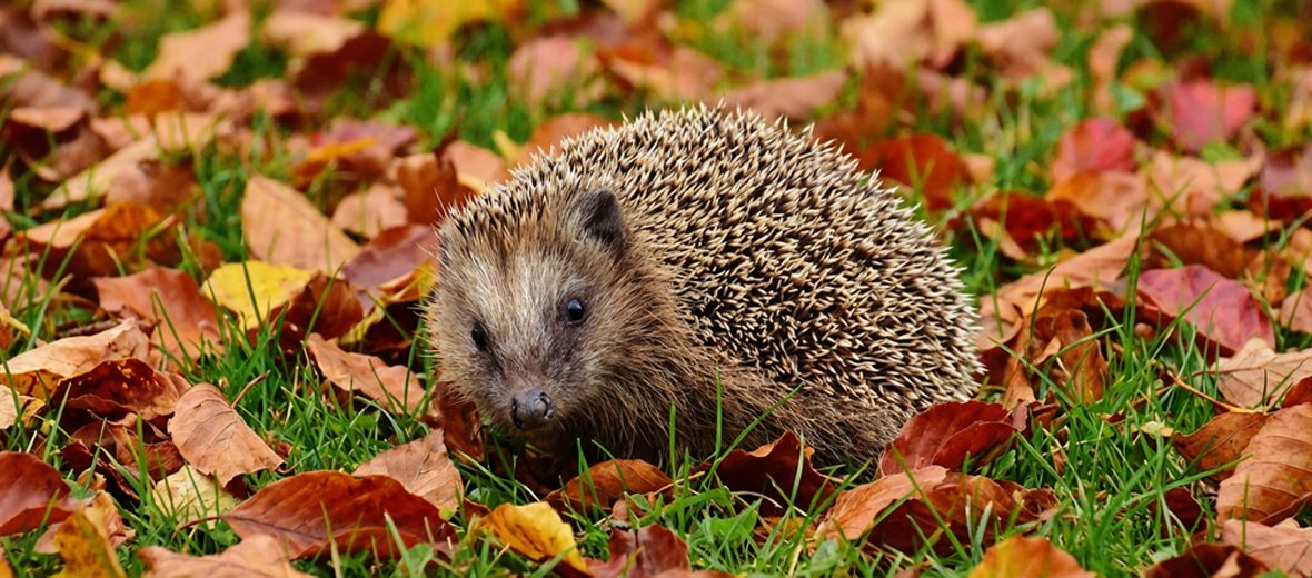 European hedgehog