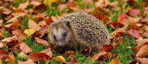 European hedgehog