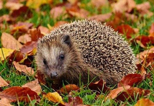 European hedgehog