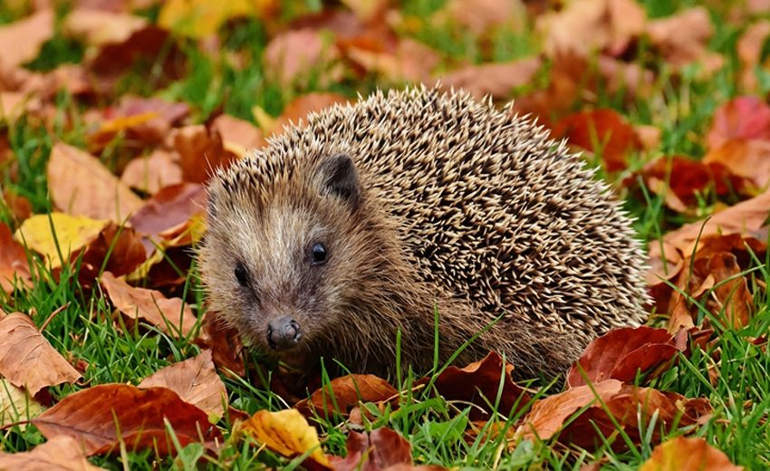 European hedgehog