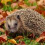 European hedgehog