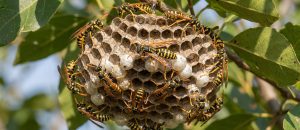 European paper wasp