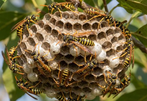 European paper wasp