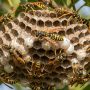 European paper wasp