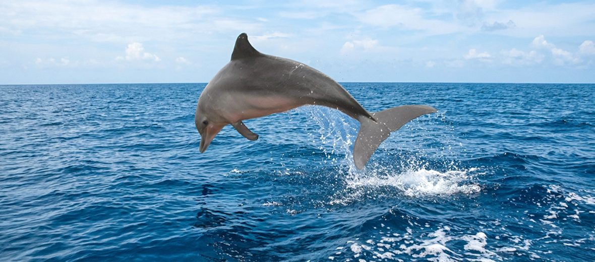 Guiana dolphin