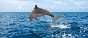 Guiana dolphin