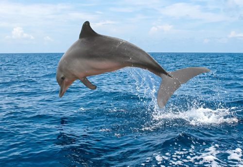 Guiana dolphin