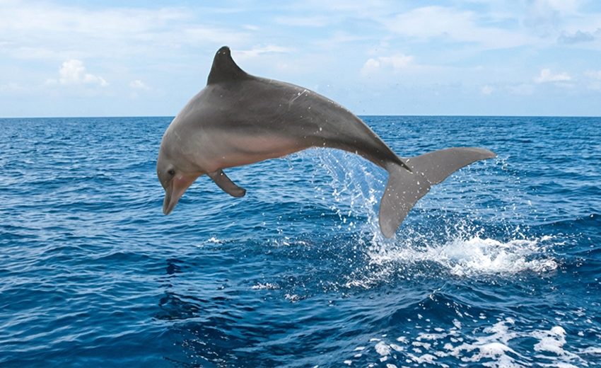 Guiana dolphin