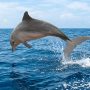 Guiana dolphin