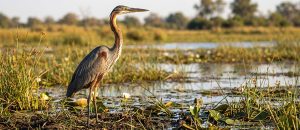 Goliath heron
