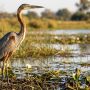 Goliath heron