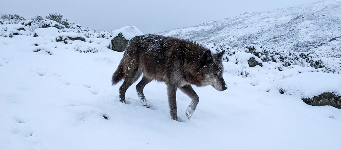 Himalayan wolf
