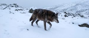 Himalayan wolf
