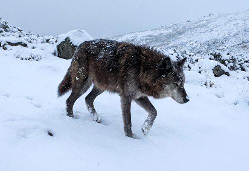 Himalayan wolf