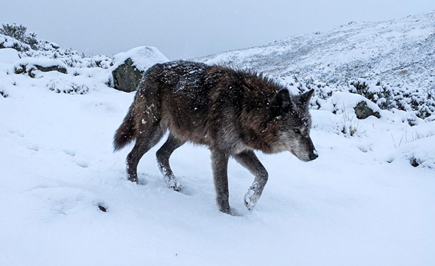 Himalayan wolf