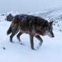Himalayan wolf