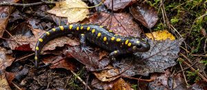 spotted salamander