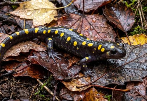 spotted salamander