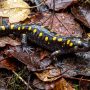 spotted salamander