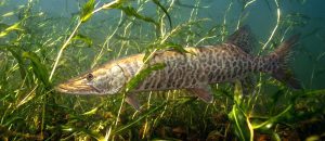 tiger muskellunge