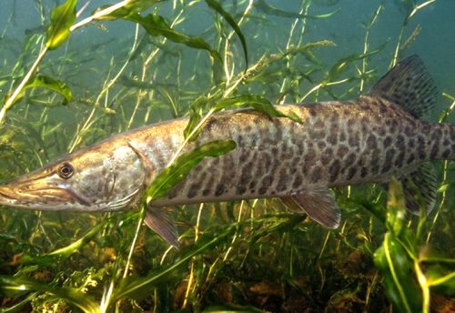 tiger muskellunge