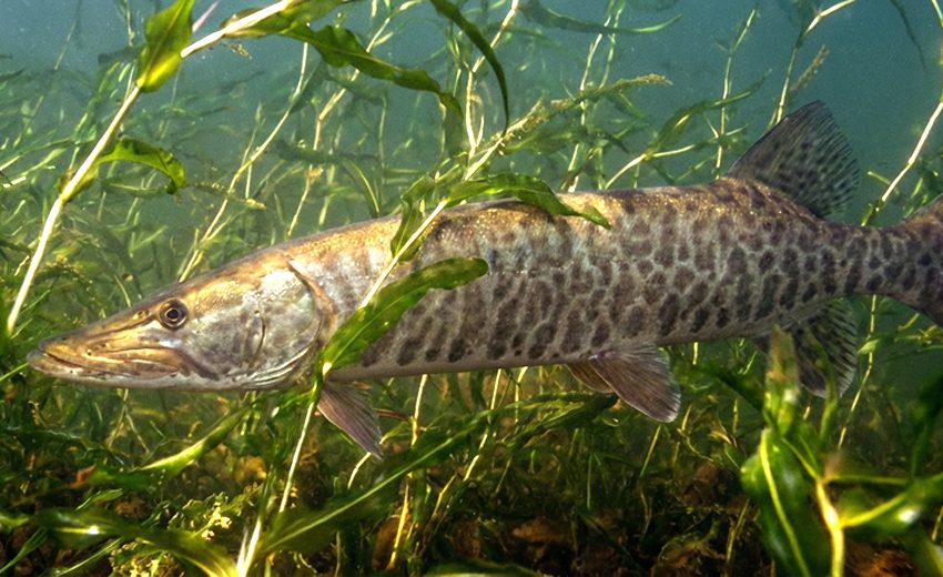 tiger muskellunge