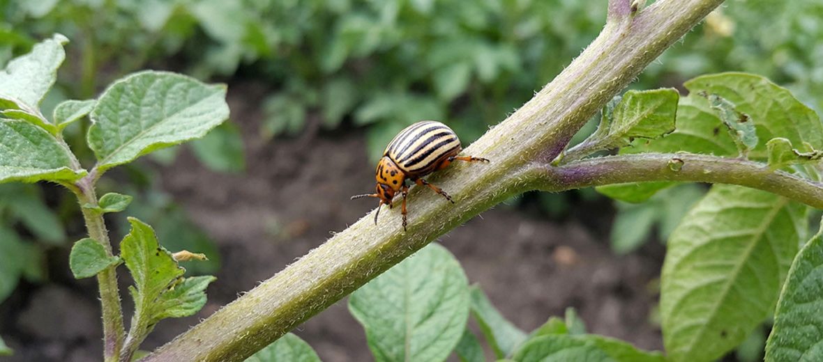 Colorado potato beetle