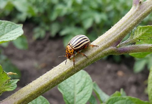 Colorado potato beetle