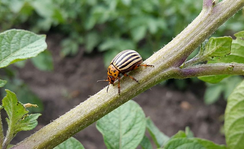 Colorado potato beetle