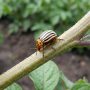 Colorado potato beetle