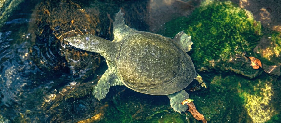 Chinese softshell turtle