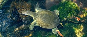 Chinese softshell turtle