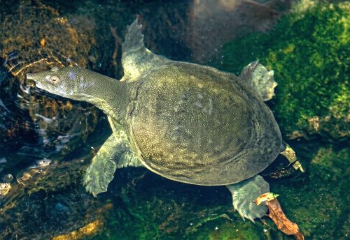 Chinese softshell turtle