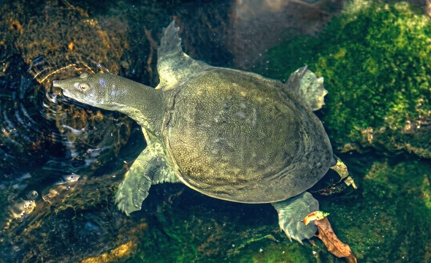 Chinese softshell turtle