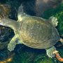 Chinese softshell turtle