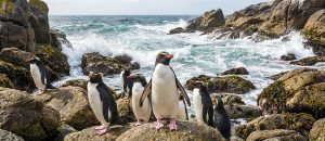 Fiordland penguin
