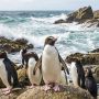 Fiordland penguin