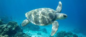 The Flatback Sea Turtle