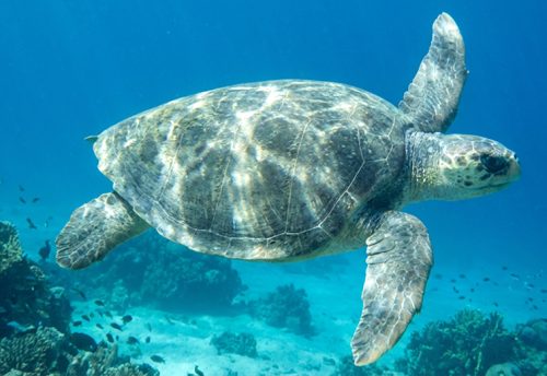 flatback sea turtle