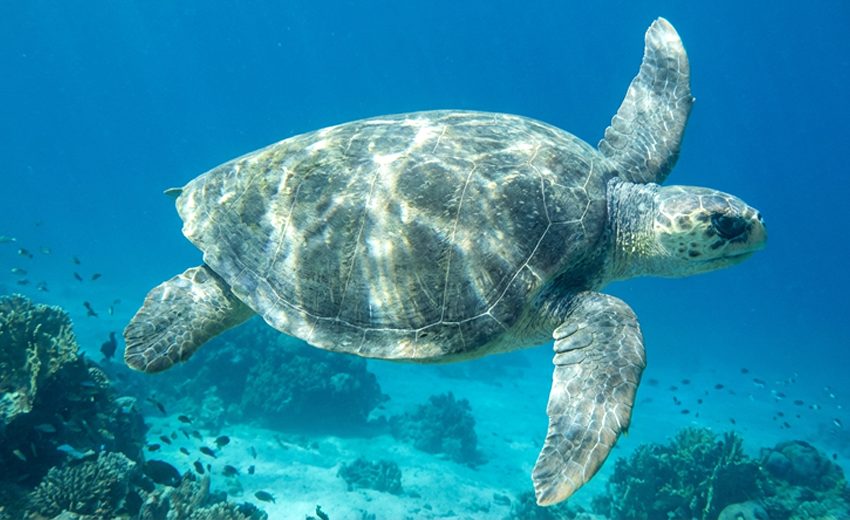 flatback sea turtle