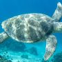 flatback sea turtle