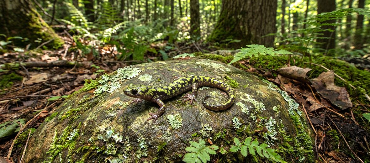 green salamander