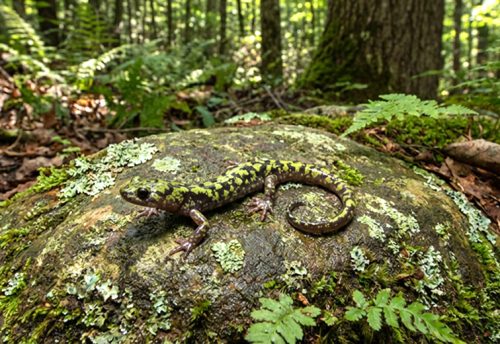 green salamander