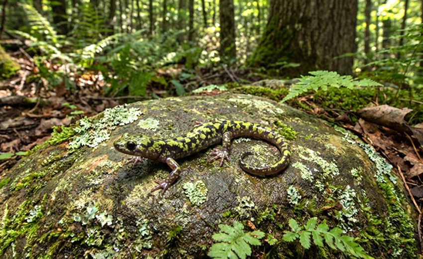 green salamander