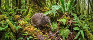 great spotted kiwi